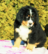 SrbijaOglasi - Na prodaju stenci bernskog planinskog psa